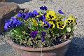 Primrose Gardens 8